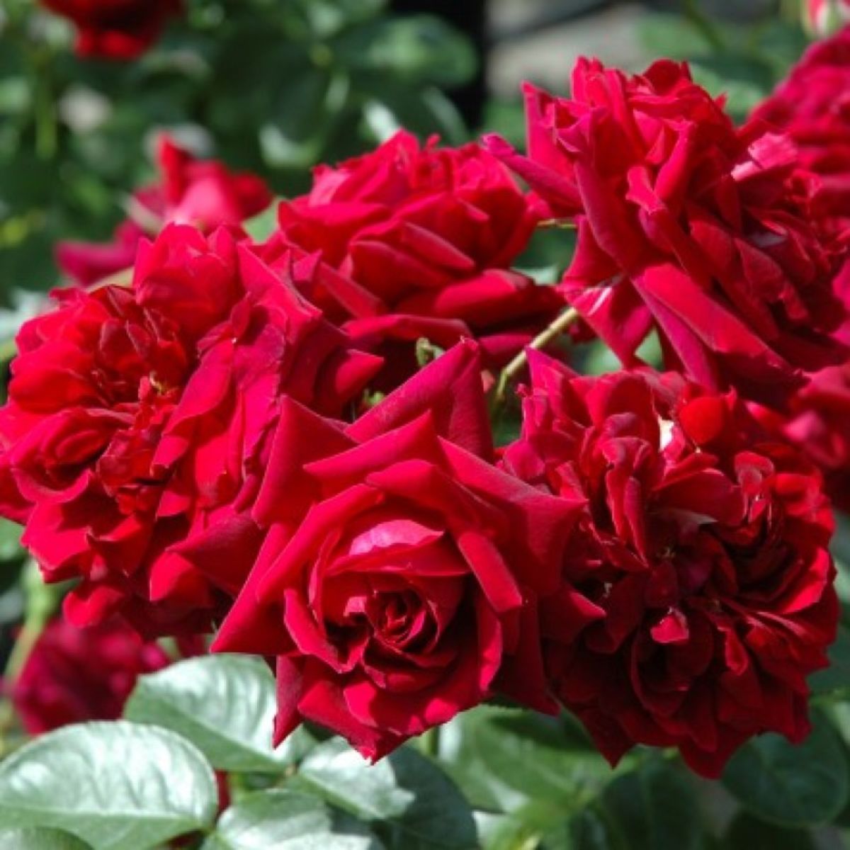Хайгроув - Highgrove (Climbing Rose): описание, характеристики, фото и отзывы сорта розы